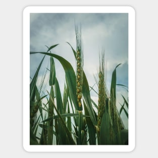 wheat crop Sticker